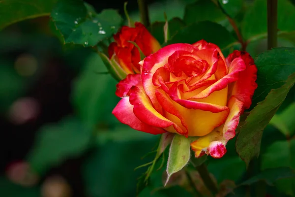 Teljes virág illatos Rózsa — Stock Fotó