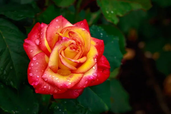 Μυρωδάτο τριαντάφυλλο στο πλήρες άνθος — Φωτογραφία Αρχείου