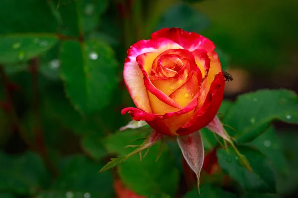 Rosa fragante en plena floración — Foto de Stock