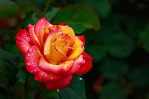 Tuoksuva ruusu täydessä kukassa — kuvapankkivalokuva