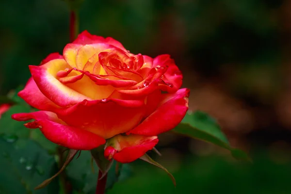 Rosa fragante en plena floración — Foto de Stock