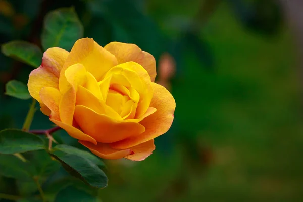 Duftende Rose in voller Blüte — Stockfoto