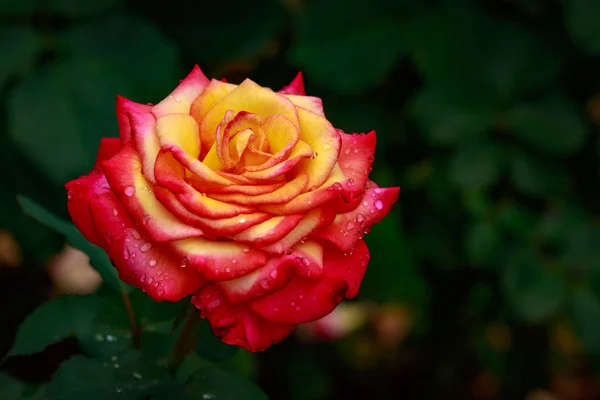 Rosa fragante en plena floración — Foto de Stock