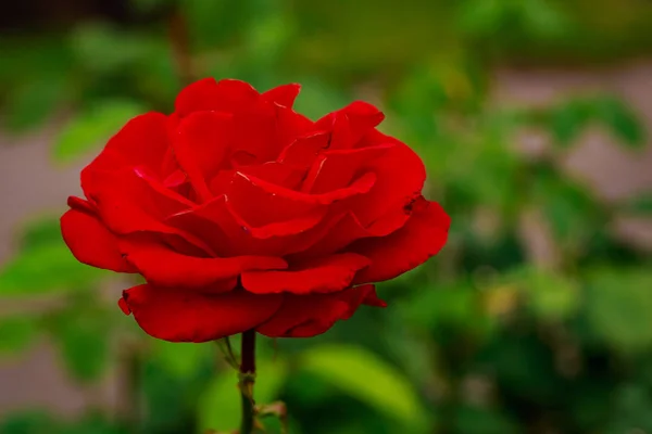 Fragrant Rose in Full Blossom — Stock Photo, Image