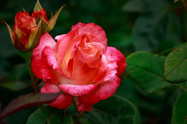 Fragrant Rose in Full Blossom — Stock Photo, Image