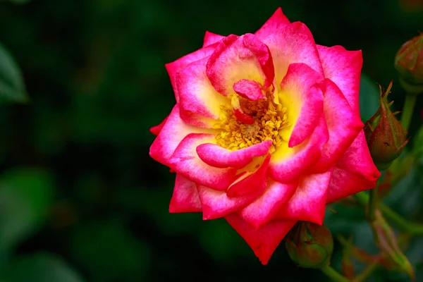 Duftende Rose in voller Blüte — Stockfoto