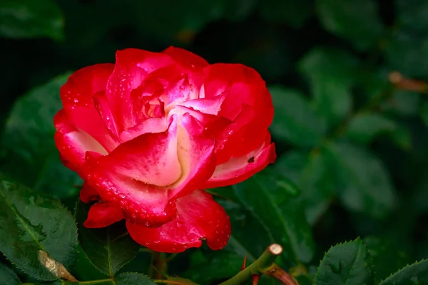 Duftende Rose in voller Blüte — Stockfoto