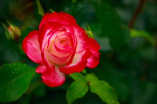 Fragrant Rose in Full Blossom — Stock Photo, Image