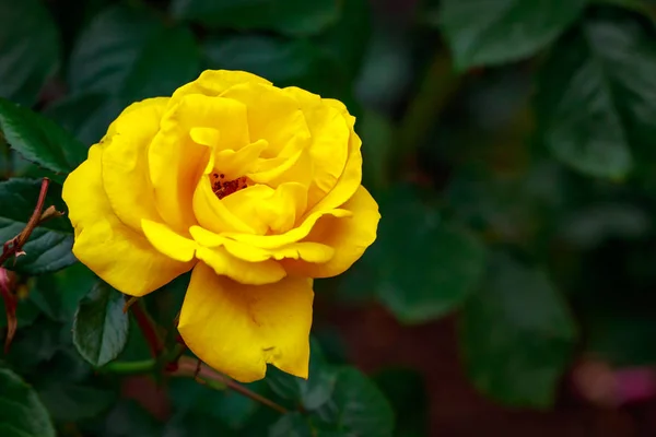 Rose parfumée en pleine fleur — Photo