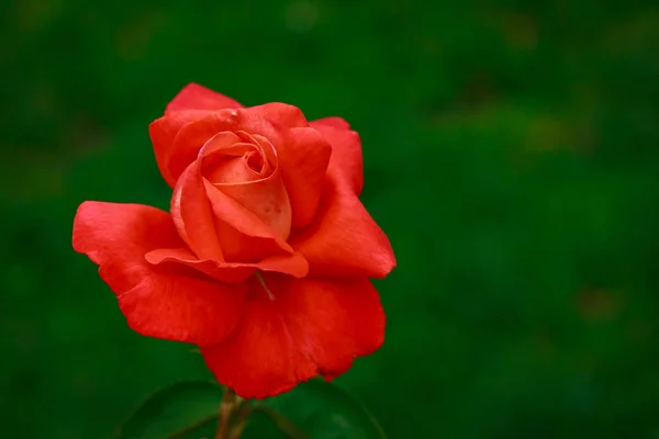 Fragrant Rose in Full Blossom — Stock Photo, Image
