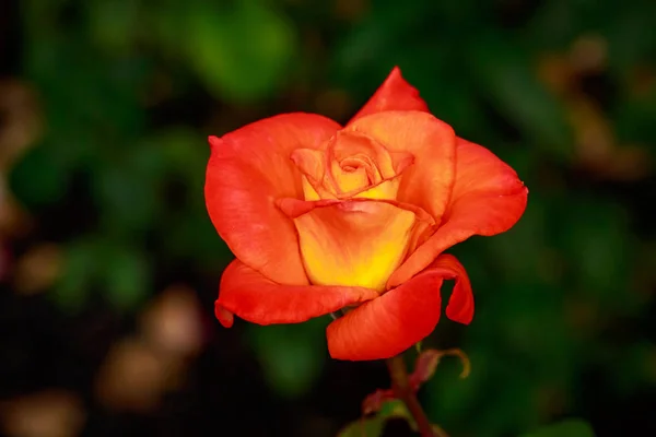 Rosa profumata in fiore pieno — Foto Stock