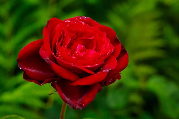 Fragrant Rose in Full Blossom — Stock Photo, Image