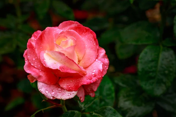 Rosa fragante en plena floración — Foto de Stock