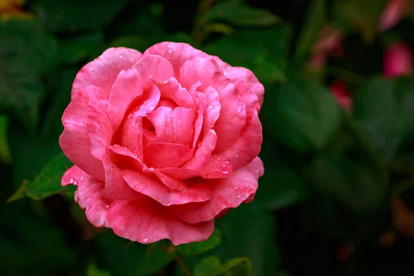 Rosa perfumada em flor cheia — Fotografia de Stock