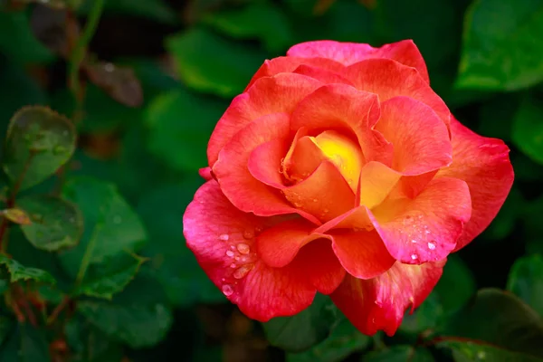 Rosa fragante en plena floración — Foto de Stock