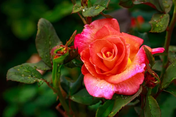 Tuoksuva ruusu täydessä kukassa — kuvapankkivalokuva