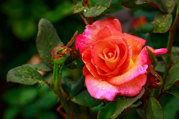 Rosa profumata in fiore pieno — Foto Stock