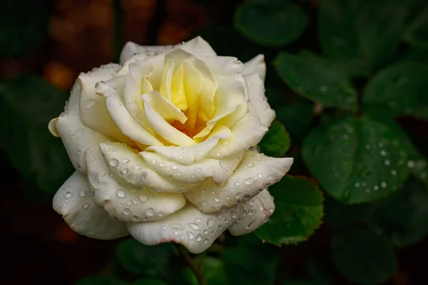 Voňavé růže v plné květy — Stock fotografie