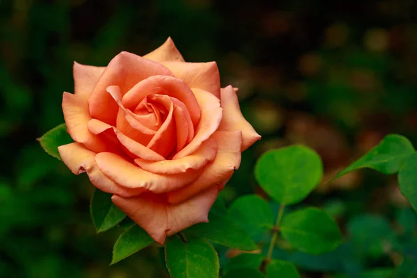 Pachnące Rose w pełnym kwiecie — Zdjęcie stockowe
