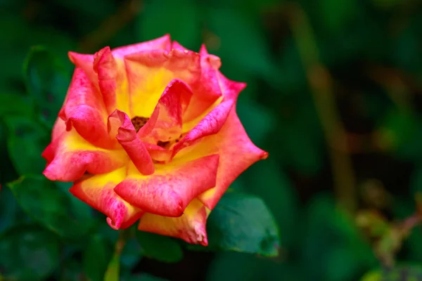 Rosa fragante en plena floración — Foto de Stock