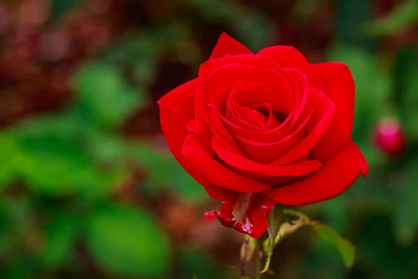 Rosa fragante en plena floración — Foto de Stock