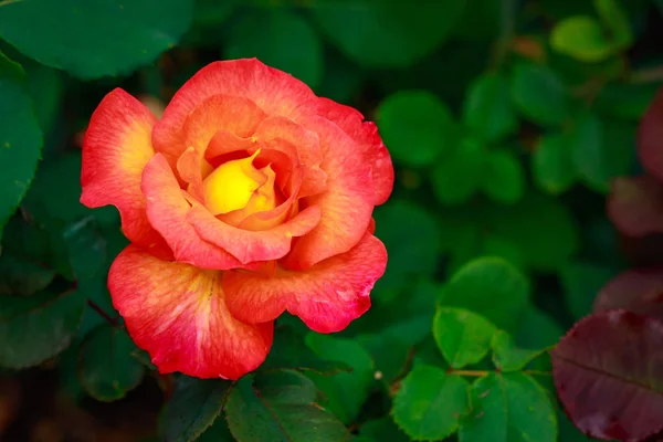 Rosa fragante en plena floración — Foto de Stock