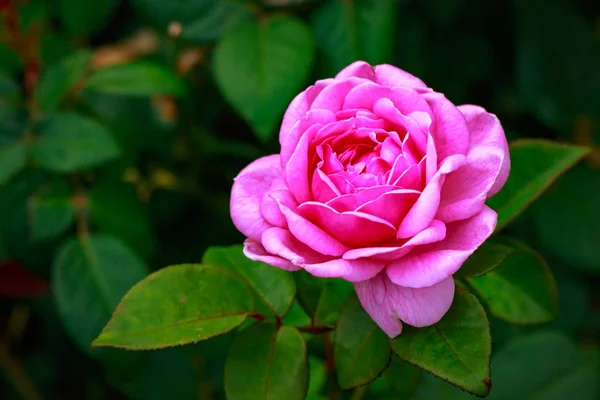Geurige Rose in volledige bloei — Stockfoto