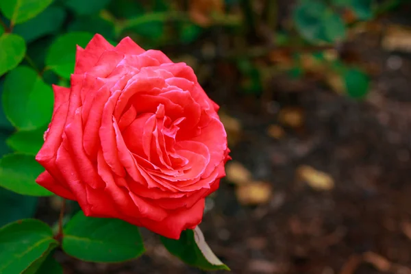 Rosa fragante en plena floración — Foto de Stock