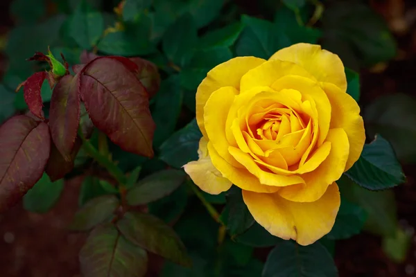 Rosa fragante en plena floración — Foto de Stock