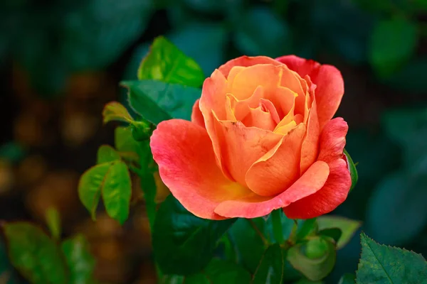 Duftende Rose in voller Blüte — Stockfoto