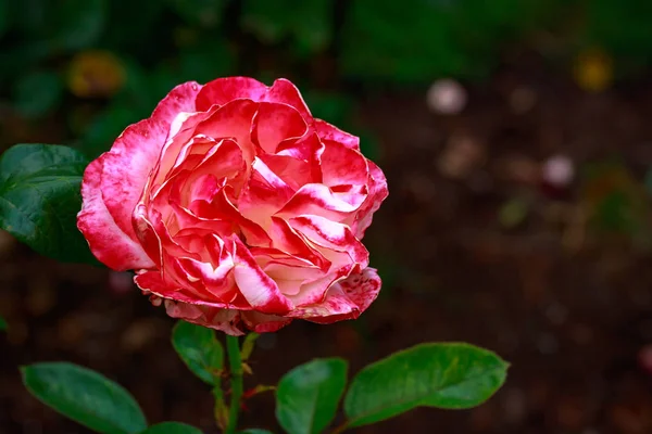 Rosa fragante en plena floración — Foto de Stock