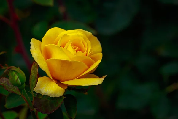 Pachnące Rose w pełnym kwiecie — Zdjęcie stockowe