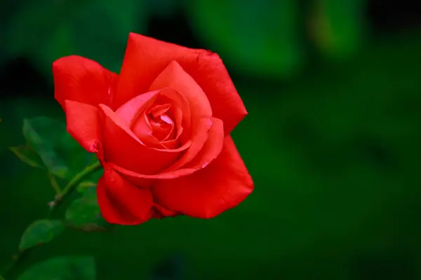 Fragrant Rose in Full Blossom — Stock Photo, Image