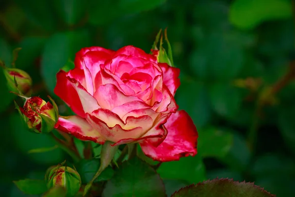 Pachnące Rose w pełnym kwiecie — Zdjęcie stockowe