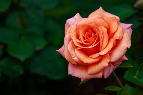 Rosa profumata in fiore pieno — Foto Stock