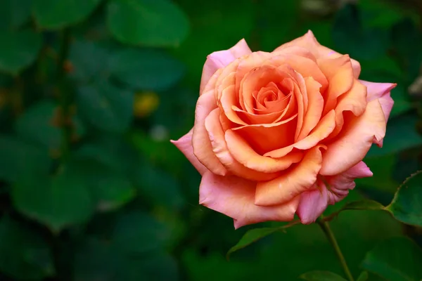 Duftende Rose in voller Blüte — Stockfoto