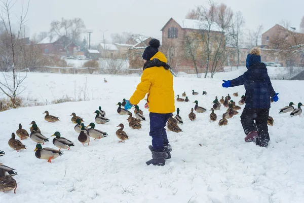 Chlapec a dívka hraje v zimě s kachny. bratr a sestra krmit kachny. — Stock fotografie