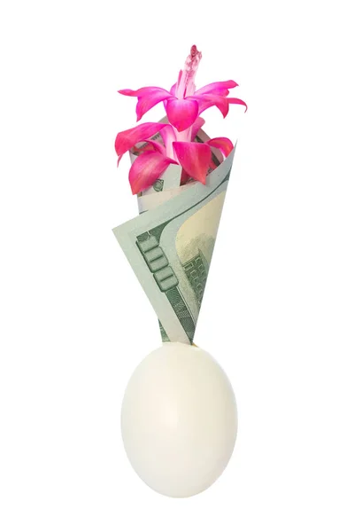 Red blooming flower Schlumbergera in a 100 dollar bill. Valentines day gift blue background — Stock Image Red blooming flower Schlumbergera in a 100 dollar bill. Valentines day gift blue background Stock Image