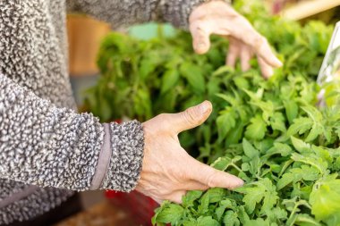 çalışan Erkekler ellerini yeşil fidan domates bitki 