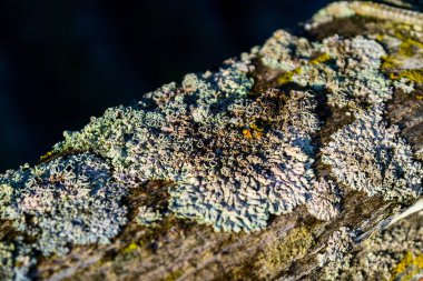 Yosunlu ağaç arka plan closeup. Organik doku ve arka plan