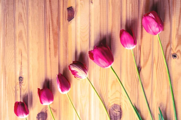 line graph of growth from red tulips on a wooden table. background. toned