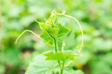 yatakta büyüyen yeşil salatalık