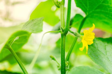 yatakta büyüyen yeşil salatalık