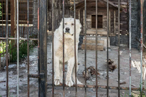 Grande cão atrás de cerca em gaiola — Fotografia de Stock