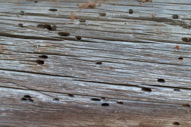 yaşlı ağaç. termitler ahşap tahta. Doku
