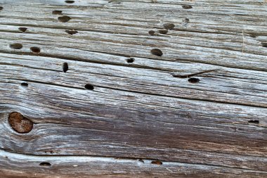 yaşlı ağaç. termitler ahşap tahta. Doku
