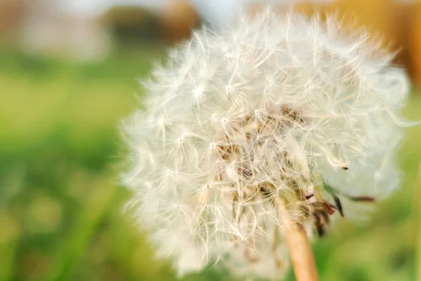 One dandelion in the field. white fluffy flower blooms. close — Stock Photo, Image