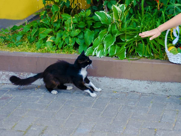 Woman stretched out her hand the cat — 스톡 사진