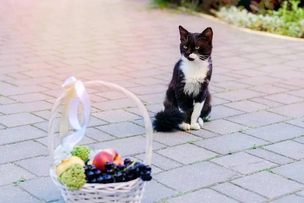 Preto e branco com um gato vermelho sentado perto de uma cesta de frutas . — Fotografia de Stock
