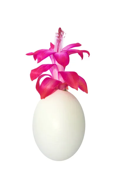 Red flower Schlumberger bloomed in winter. White background. Valentine's day gift. — Stock Image Red flower Schlumberger bloomed in winter. White background. Valentine's day gift. Stock Picture